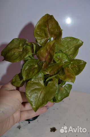 Сингониум подофиллум бэрри