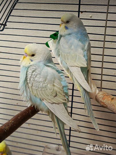 Волнистый попугай, Чехи (ввп ), получехи