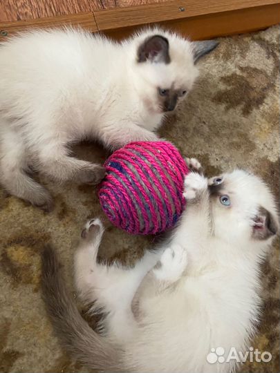 Британские котята