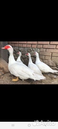 Утиные яйца