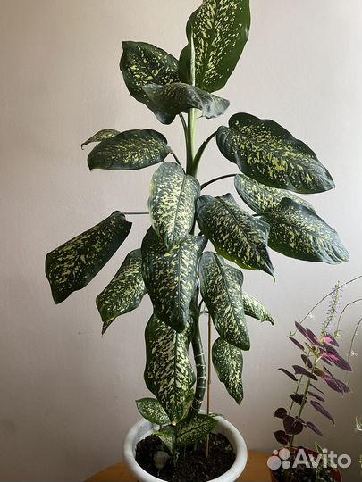 Диффенбахия