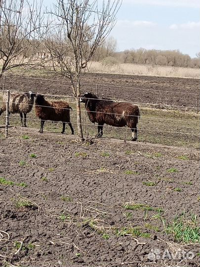 Баран Дорпер