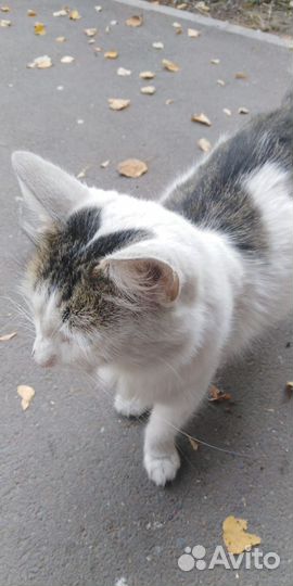 Жалко котика