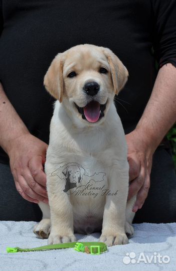 Щенок лабрадора