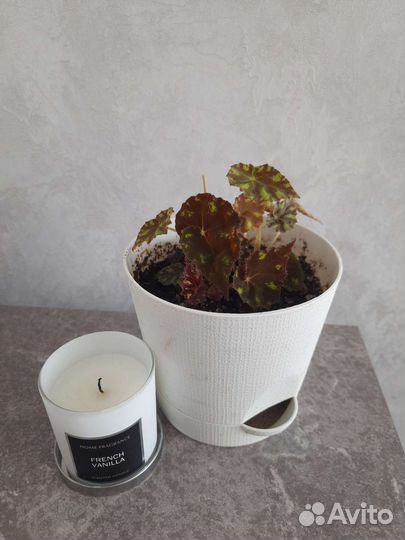 Бегония тигровая