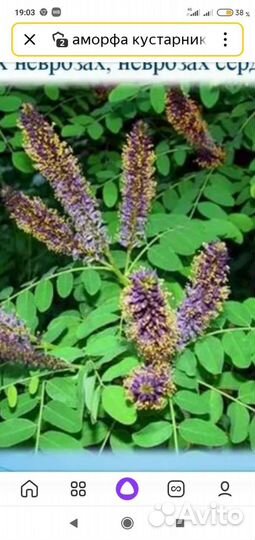 Живая изгородь Аморфа Ирис100рТюльпан