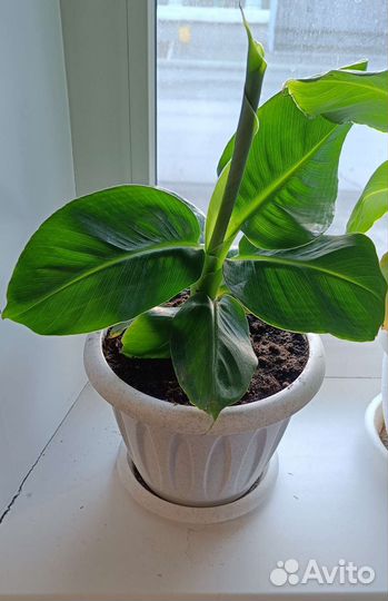 Банан киевский карлик