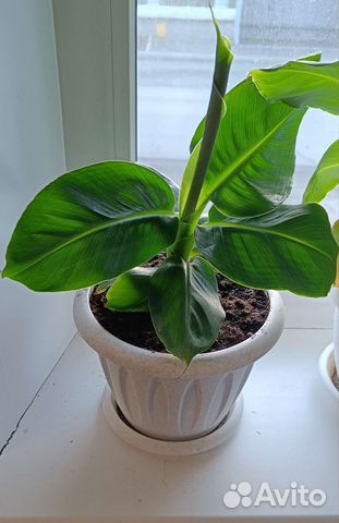 Банан киевский карлик