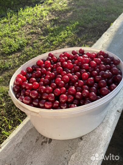 Вишня свежая