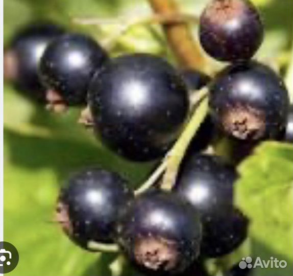 Смородина черная. Сбор под заказ
