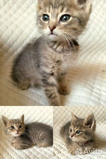 Котик - малышок
