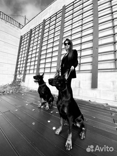 Доберман для фотосессии