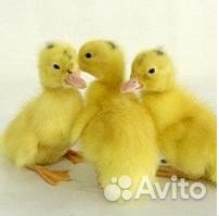 Гусята цыплята утята индюшата