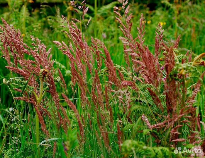 Семена овсяницы красной