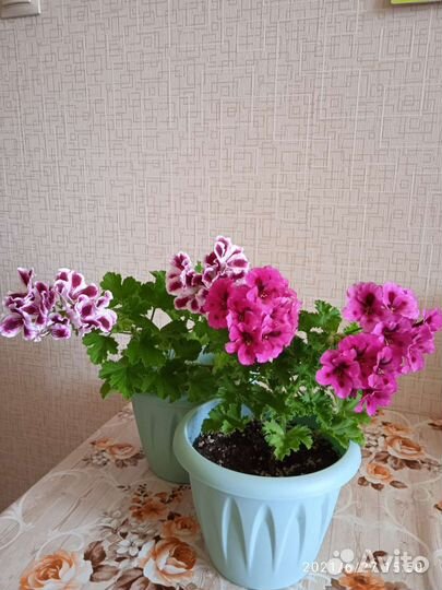 Пеларгония королевская. Продаётся отросток