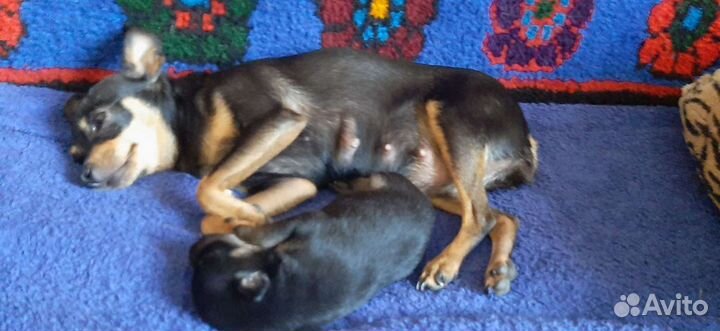 Той-терьер мальчик