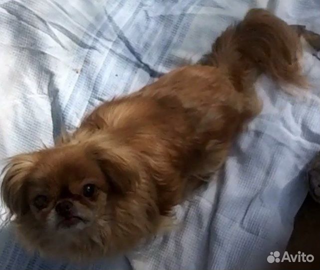 Пекинес в добрые руки