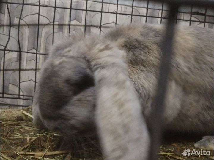 Кролики мясных пород