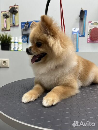 Стрижка собак и кошек (груминг )