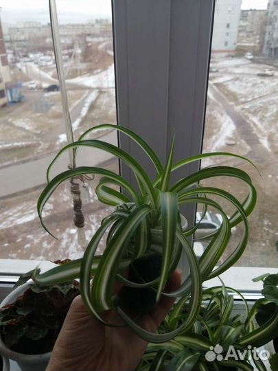 Хлорофитум кудрявый