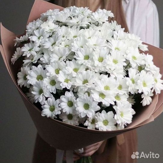 Хризантема