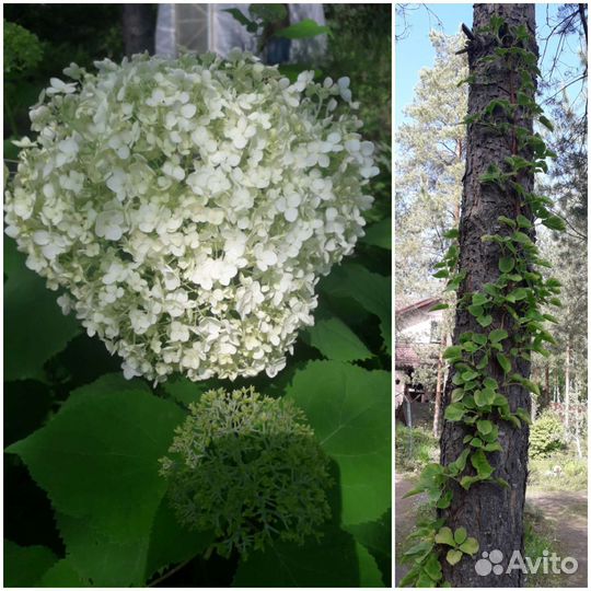 Растения для сада