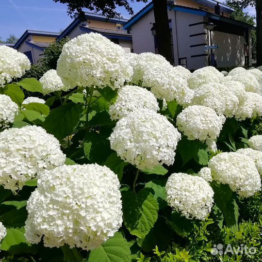 Гортензия саженцы