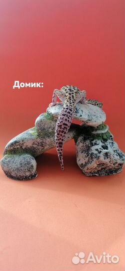 Геккон эублефар