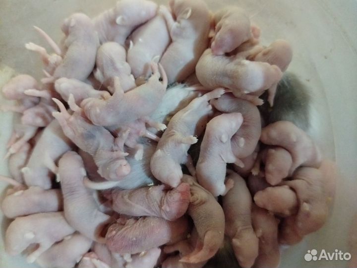 Голыши кормовой мыши