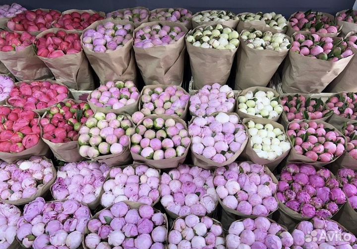 Пионы букет