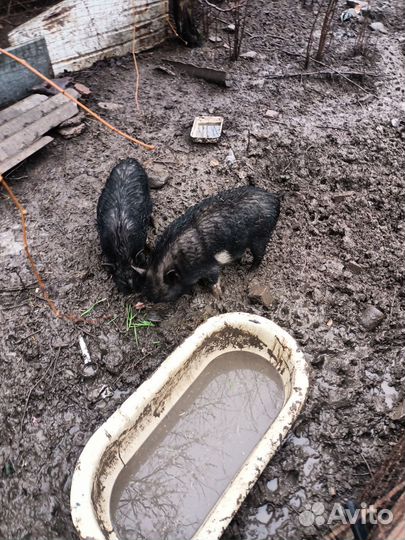 Вьетнамские вислобрюхие свиньи