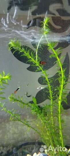 Аквариумные растения и гуппи