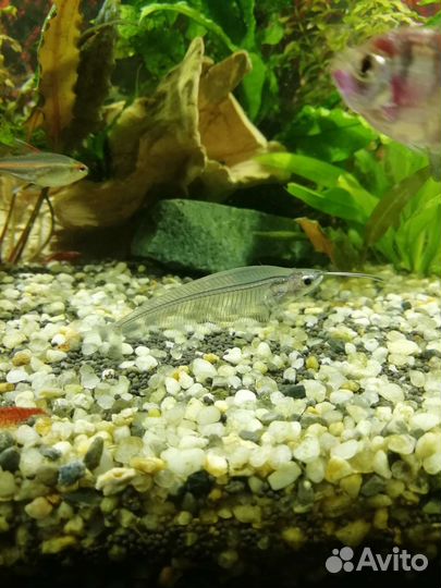 Индийские сомики