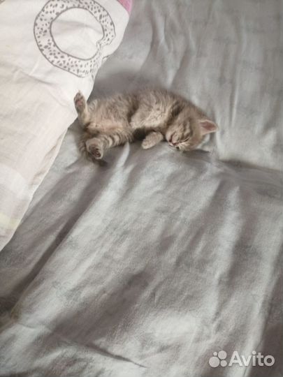 Кошка в дар бесплатно