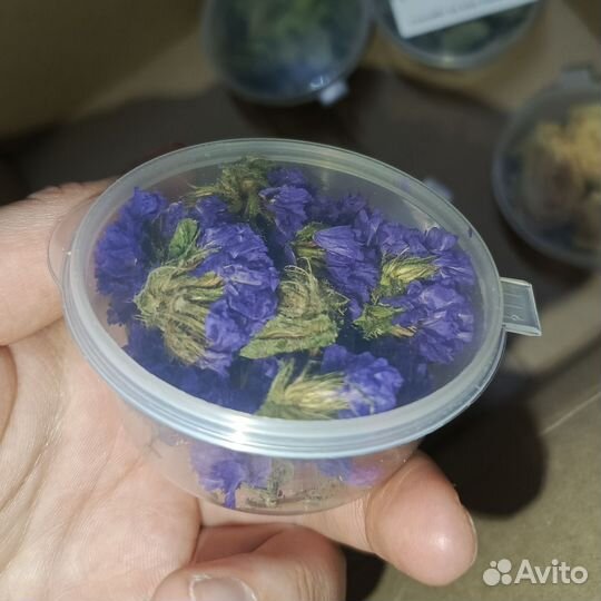 Сухоцветы для творчества