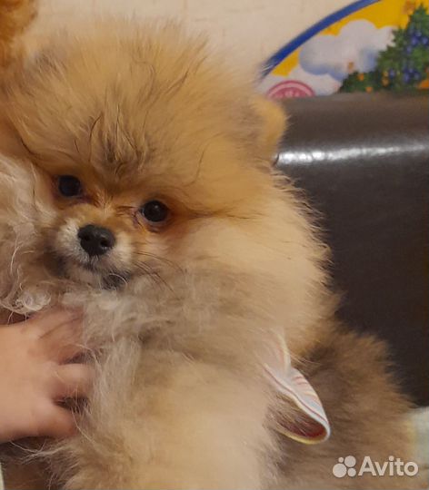 Померанский шпиц, вязка