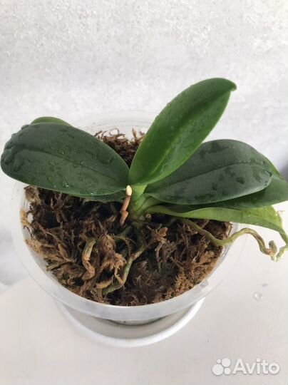 Орхидея фаленопсис мини