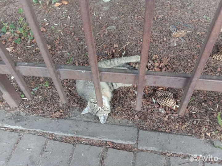 Котёнок ищет приют