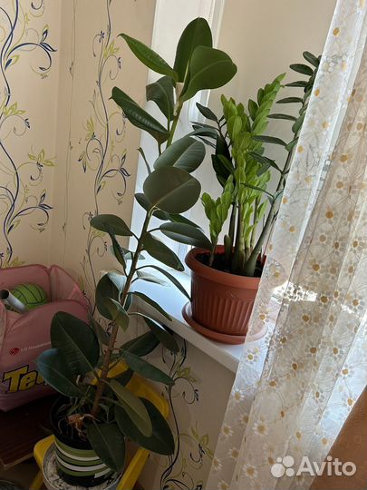 Фикус каучуконосный