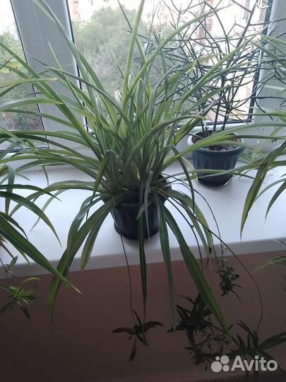 Хлорофитум