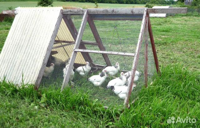 Курятник с выгулом. Куриный трактор купить в Санкт-Петербурге ...