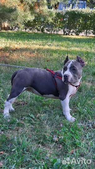 Американский булли покет щенки