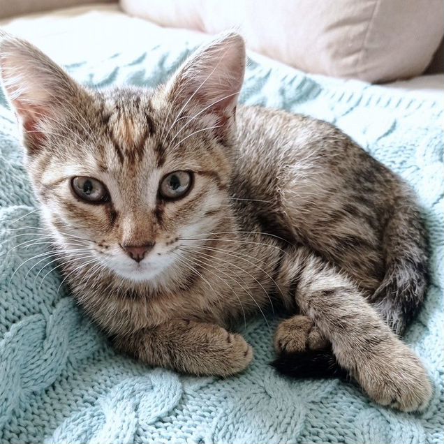 Котёнок в добрые руки
