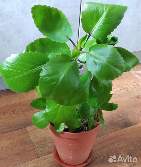 Каланхоэ лечебный