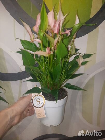 Антуриум Лили