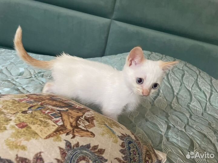 Кошка в дар