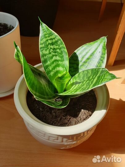 Комнатные растения. Цены в описании