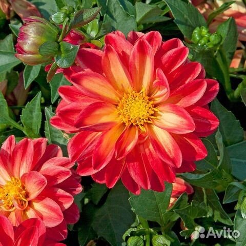 Георгин вегетативный