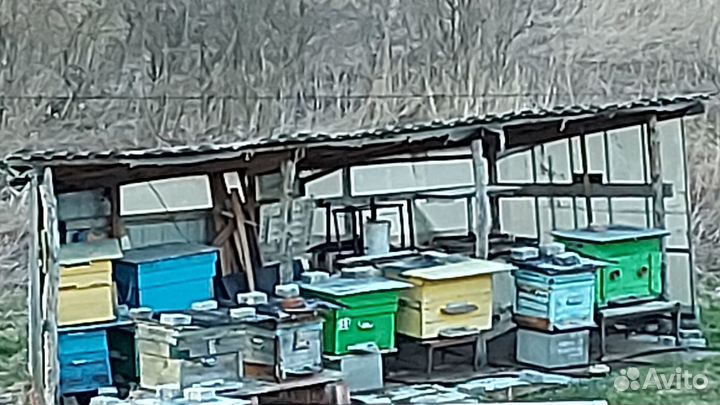 Пчелы и улья