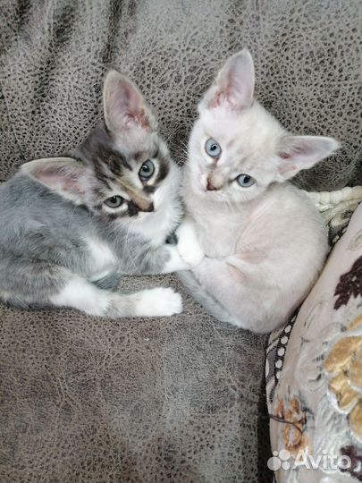 Кошки бесплатно